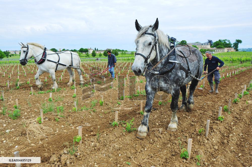 Illustration - Vin Medoc