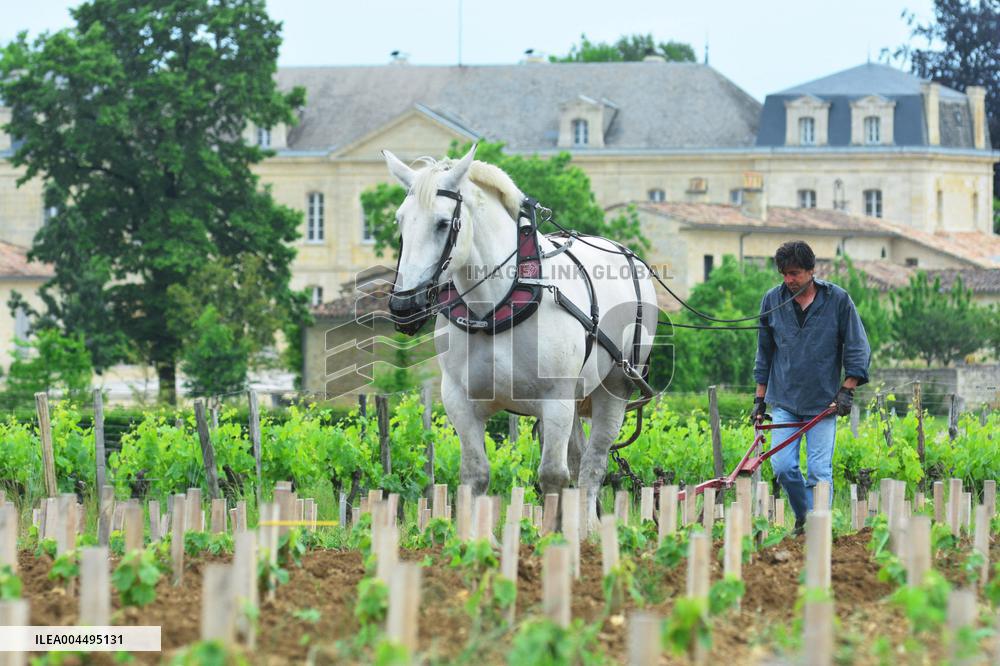 Illustration - Vin Medoc