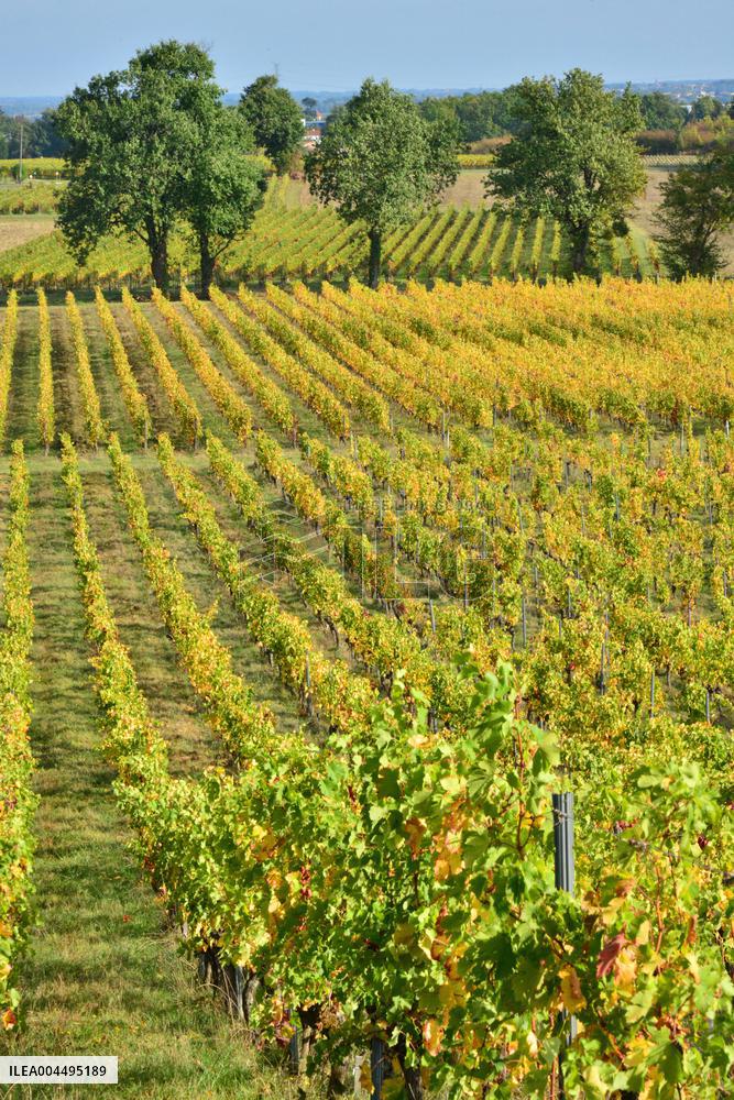 Illustration - Vin Medoc