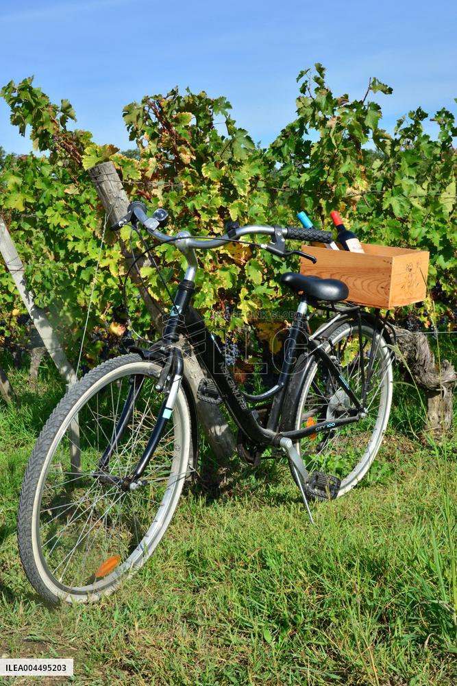 Illustration - Vin Medoc