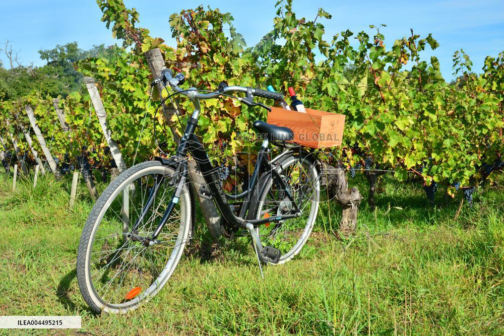 Illustration - Vin Medoc