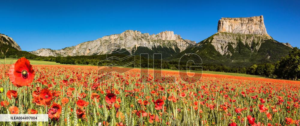 Illustration - The Alps in Summer
