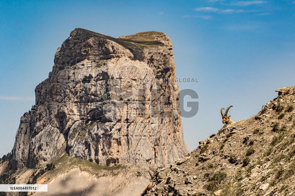Illustration - The Alps in Summer