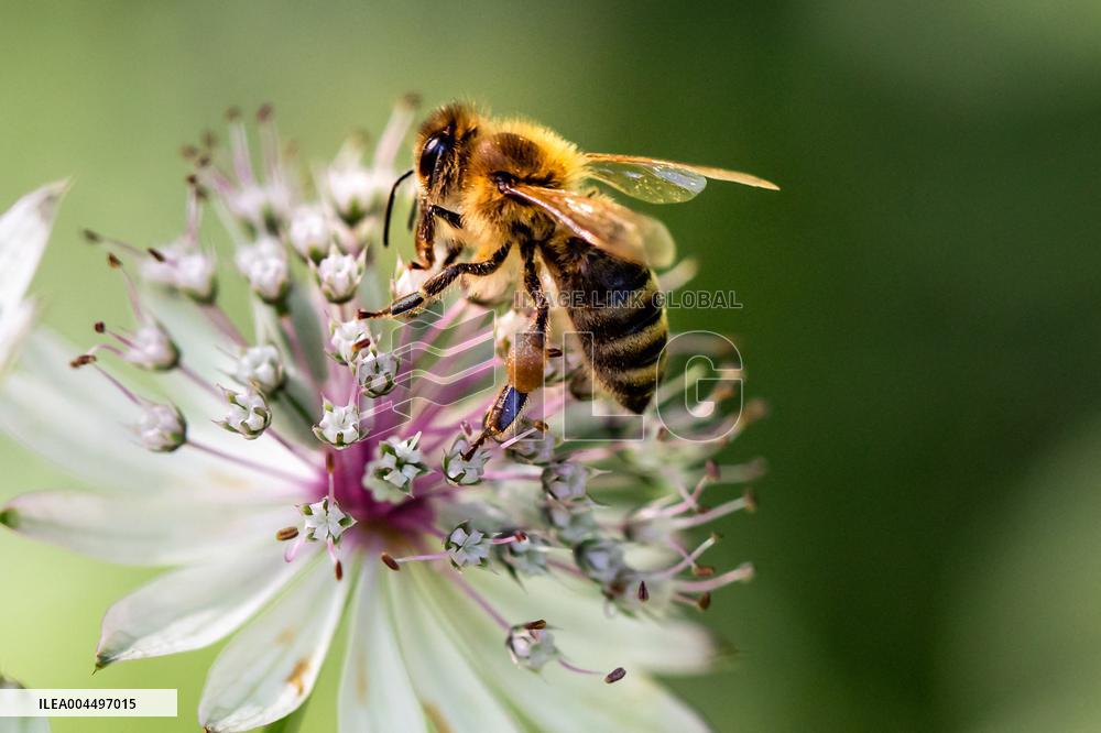 Illustration - The Alps in Summer