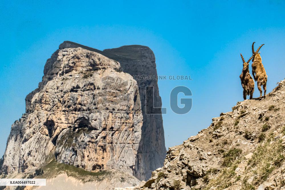 Illustration - The Alps in Summer