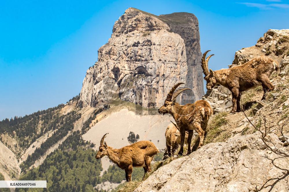 Illustration - The Alps in Summer