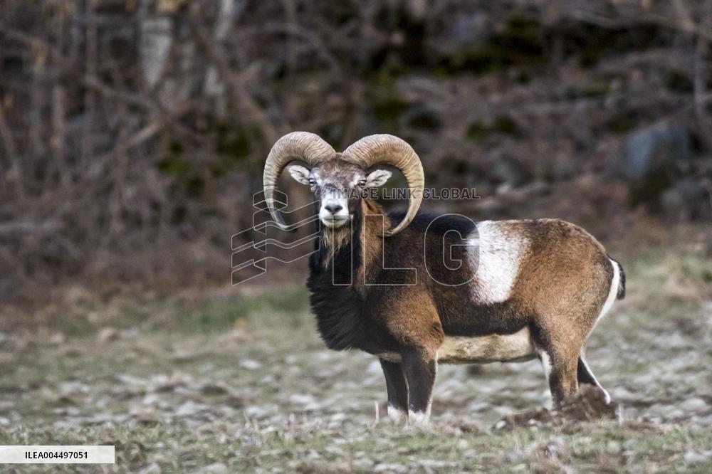 Illustration - The Alps in Summer