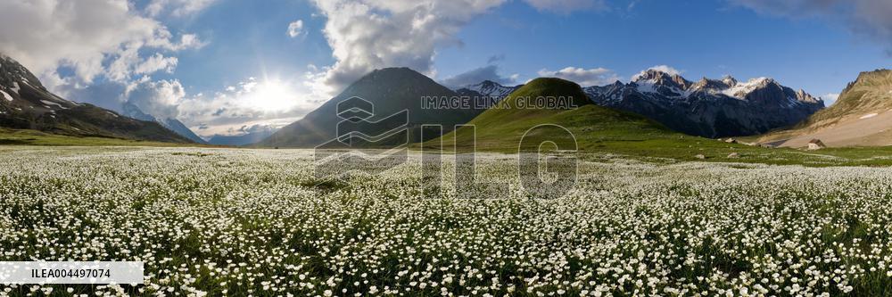 Illustration - The Alps in Summer