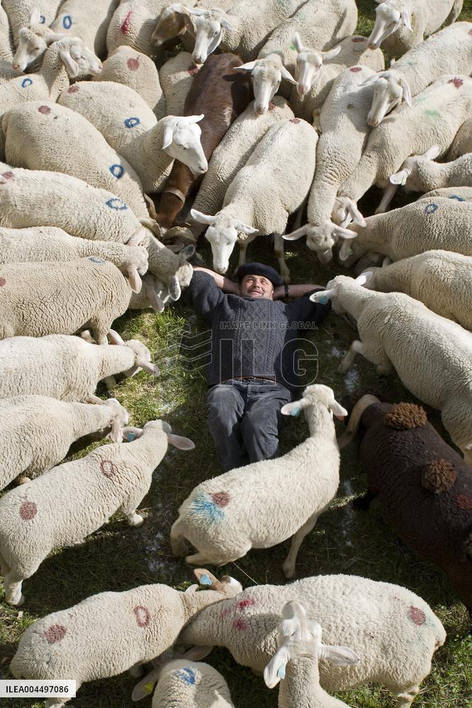 Illustration - The Alps in Summer