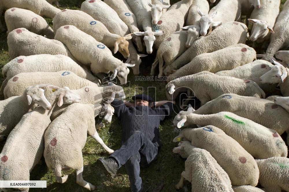 Illustration - The Alps in Summer