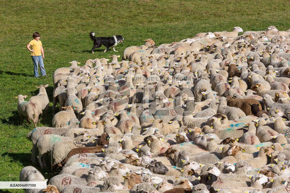 Illustration - The Alps in Summer
