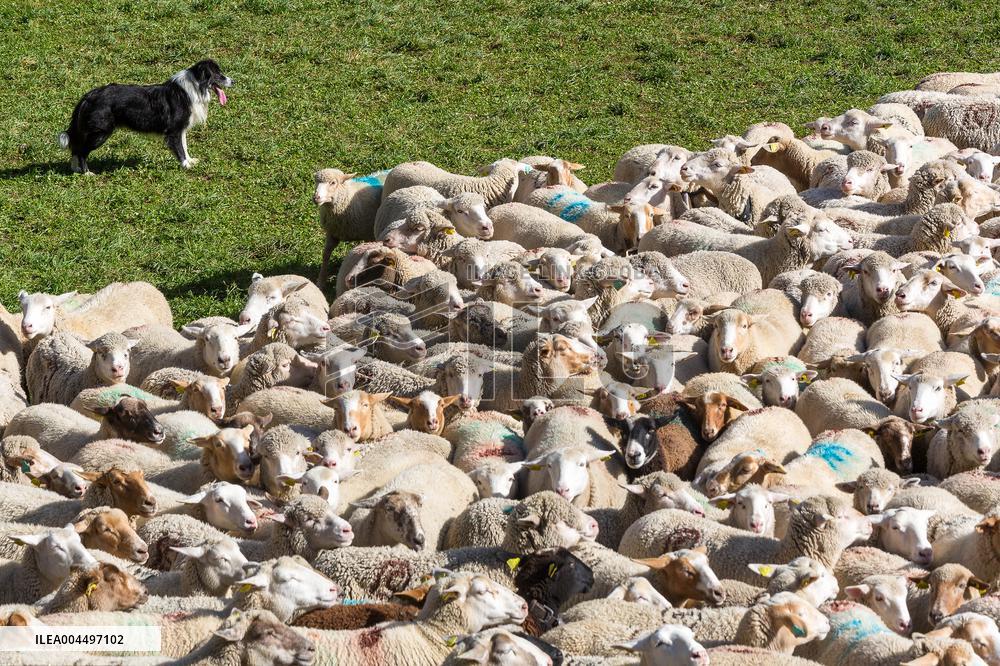 Illustration - The Alps in Summer