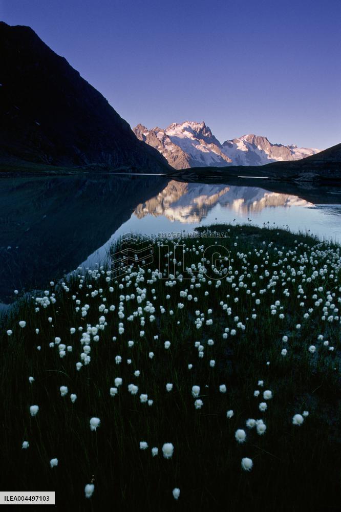 Illustration - The Alps in Summer