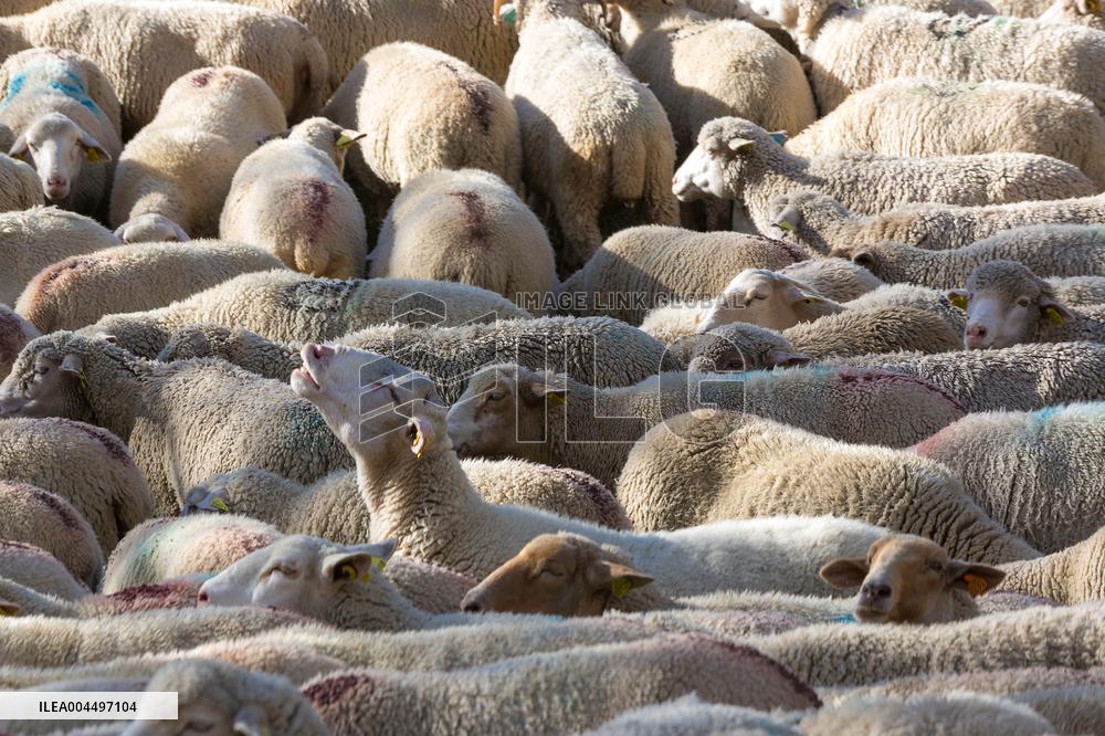 Illustration - The Alps in Summer