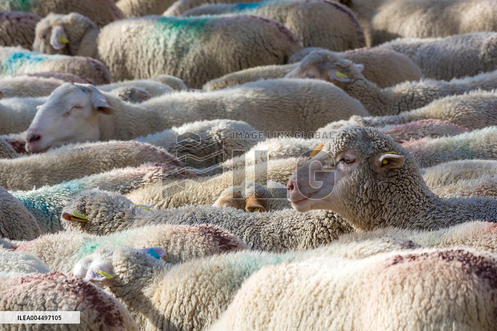 Illustration - The Alps in Summer