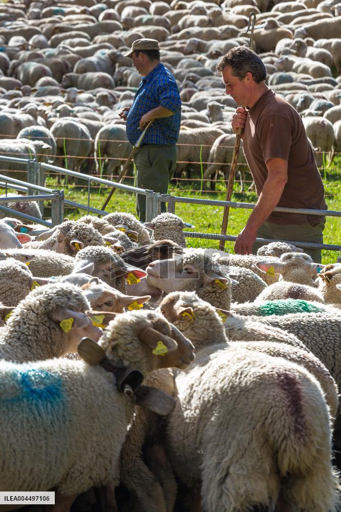 Illustration - The Alps in Summer