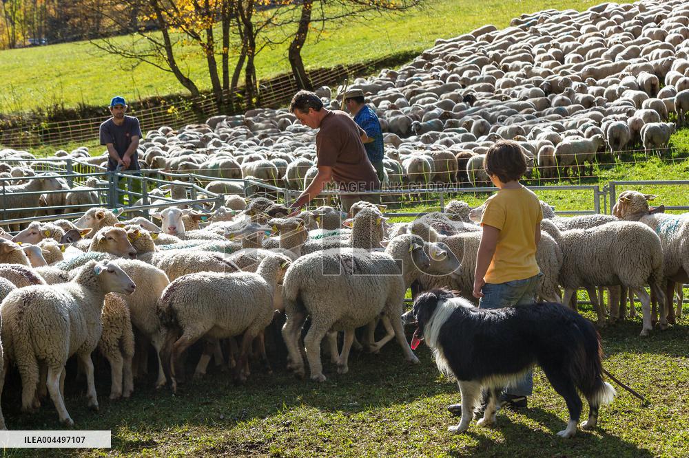 Illustration - The Alps in Summer