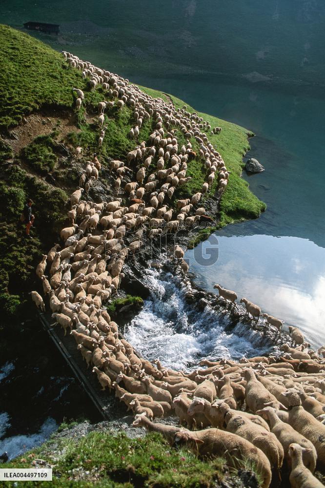 Illustration - The Alps in Summer