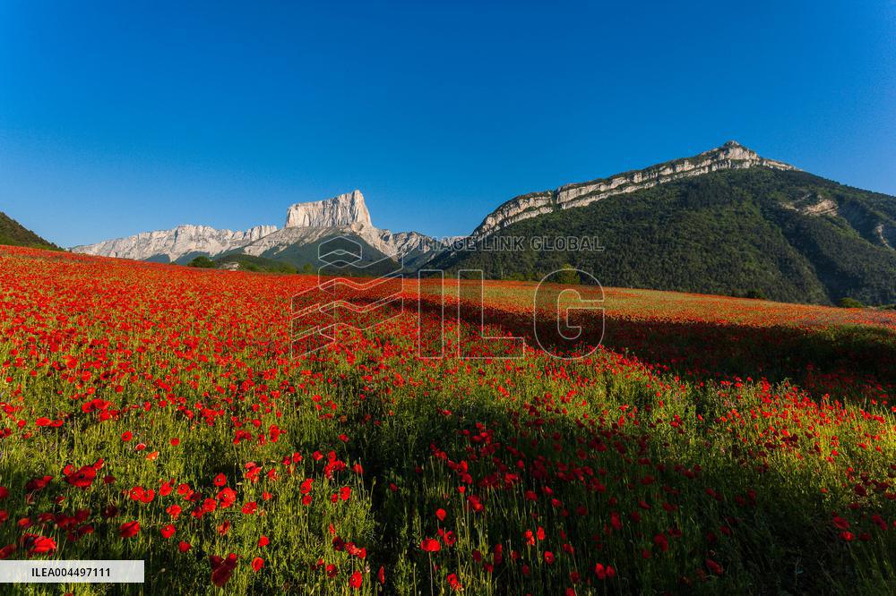 Illustration - The Alps in Summer