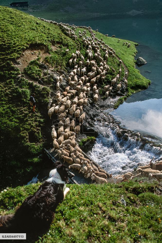 Illustration - The Alps in Summer