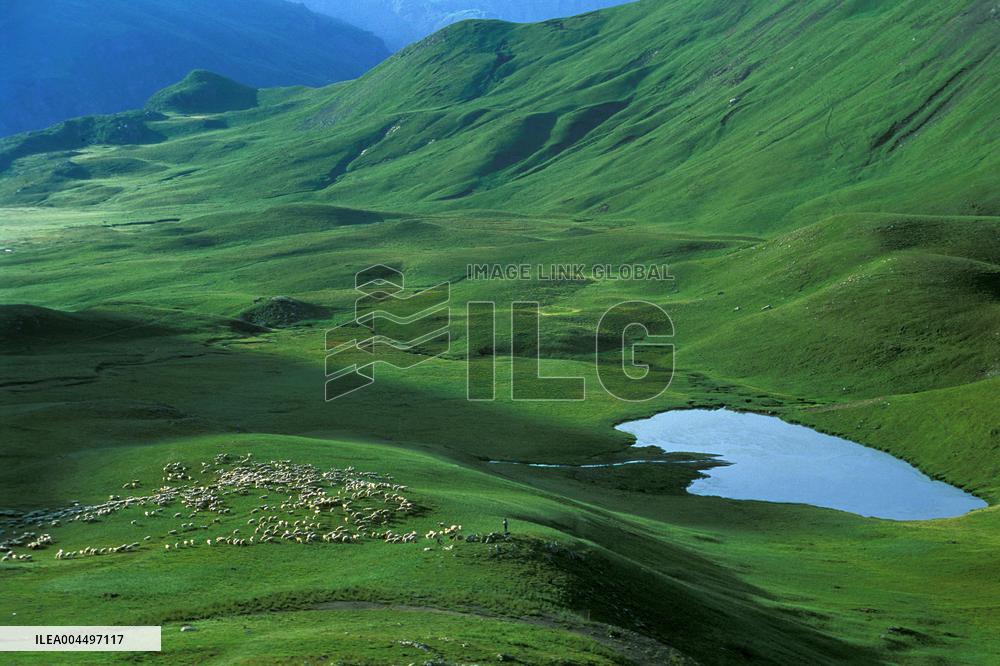 Illustration - The Alps in Summer