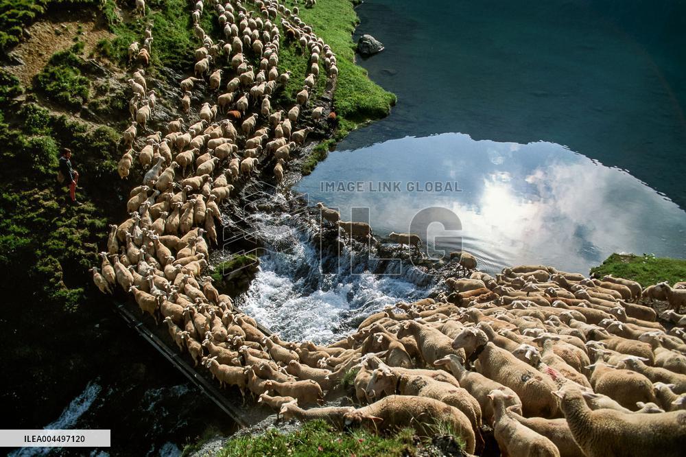 Illustration - The Alps in Summer