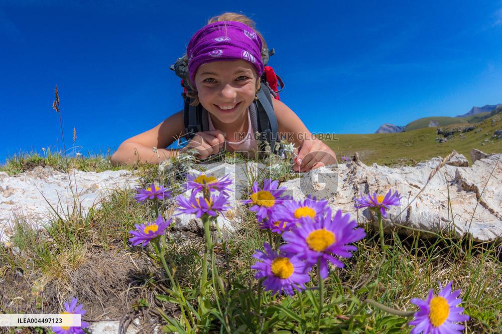 Illustration - The Alps in Summer