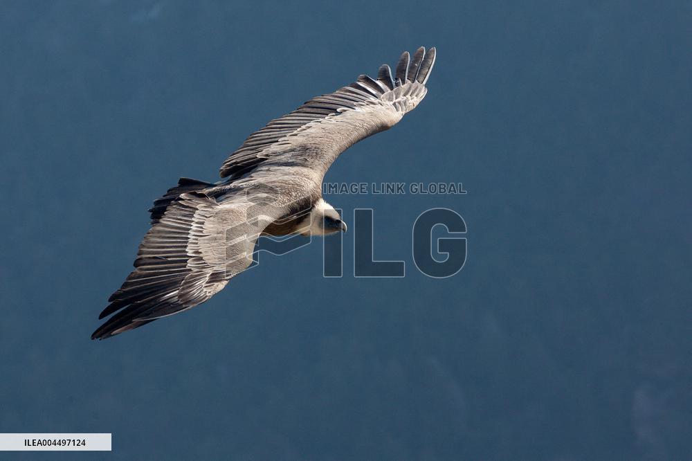 Illustration - The Alps in Summer