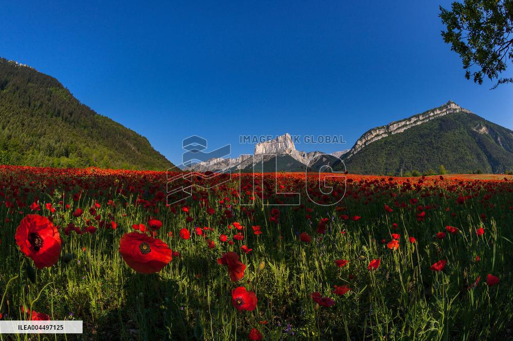 Illustration - The Alps in Summer