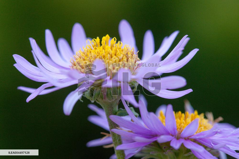 Illustration - The Alps in Summer