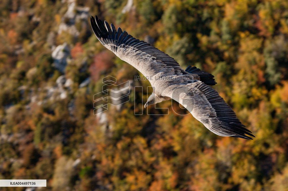 Illustration - The Alps in Summer