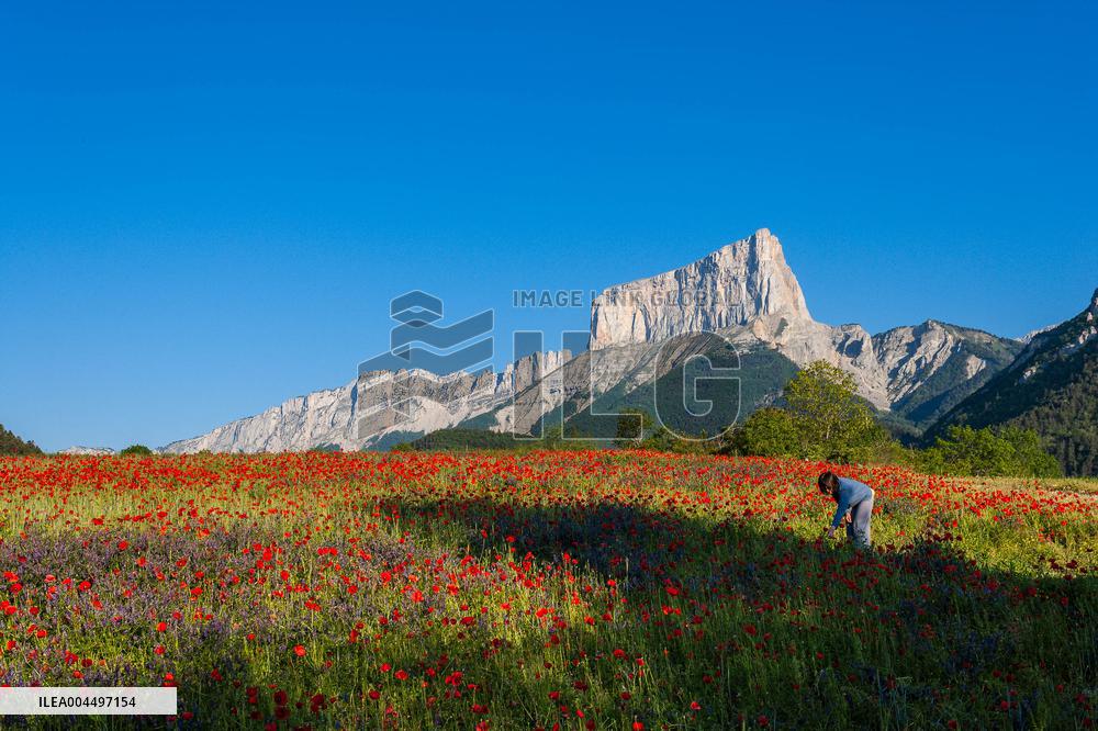 Illustration - The Alps in Summer