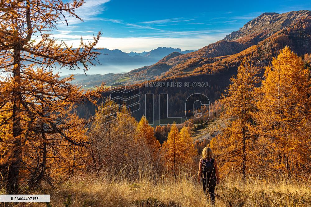 Illustration - The Alps in Summer