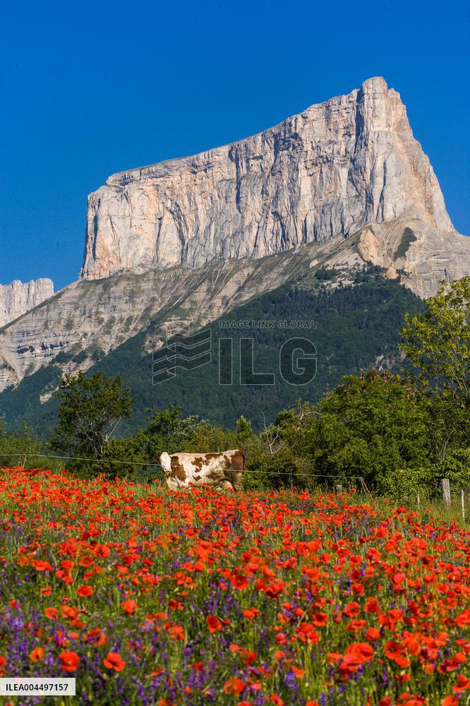 Illustration - The Alps in Summer