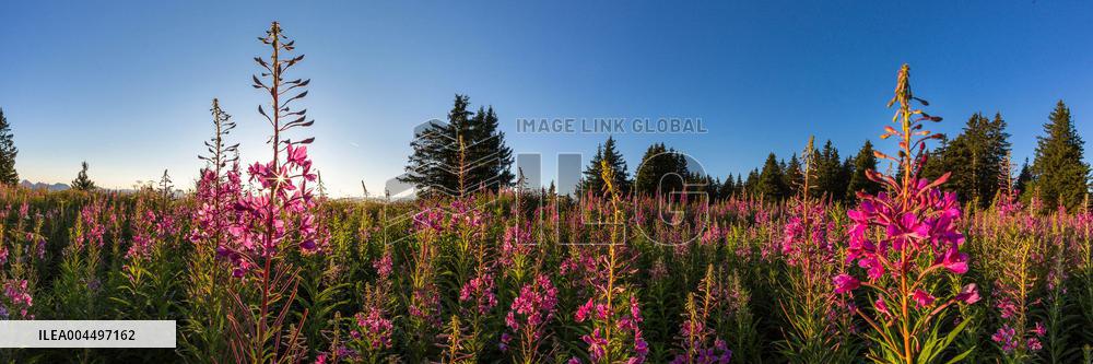 Illustration - The Alps in Summer