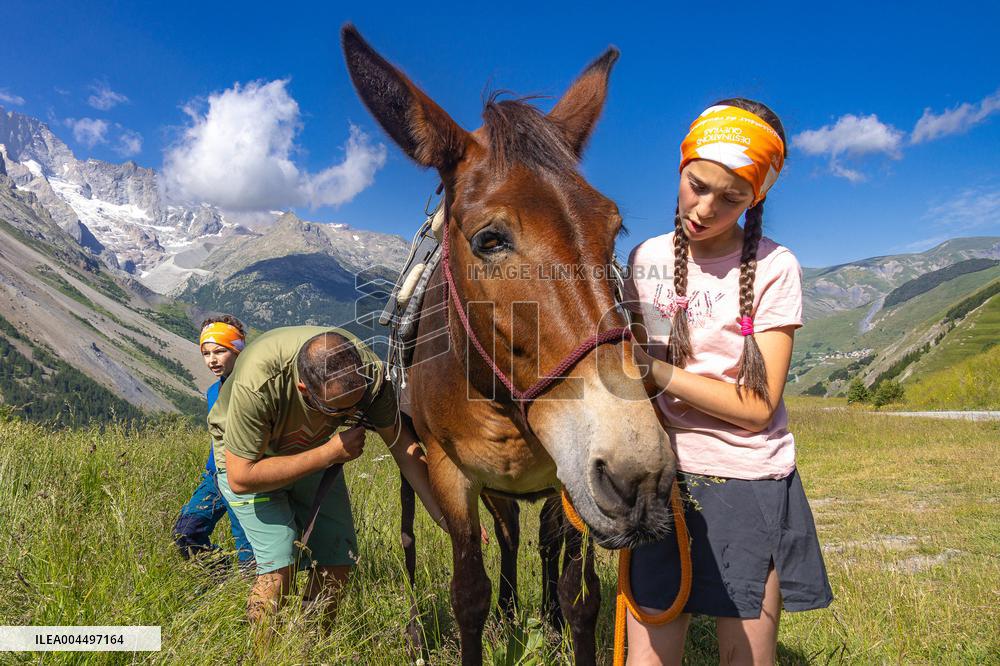 Illustration - The Alps in Summer