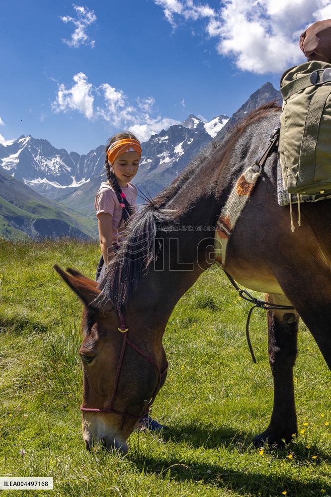Illustration - The Alps in Summer