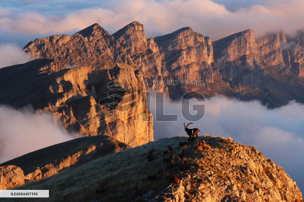 Illustration - The Alps in Summer
