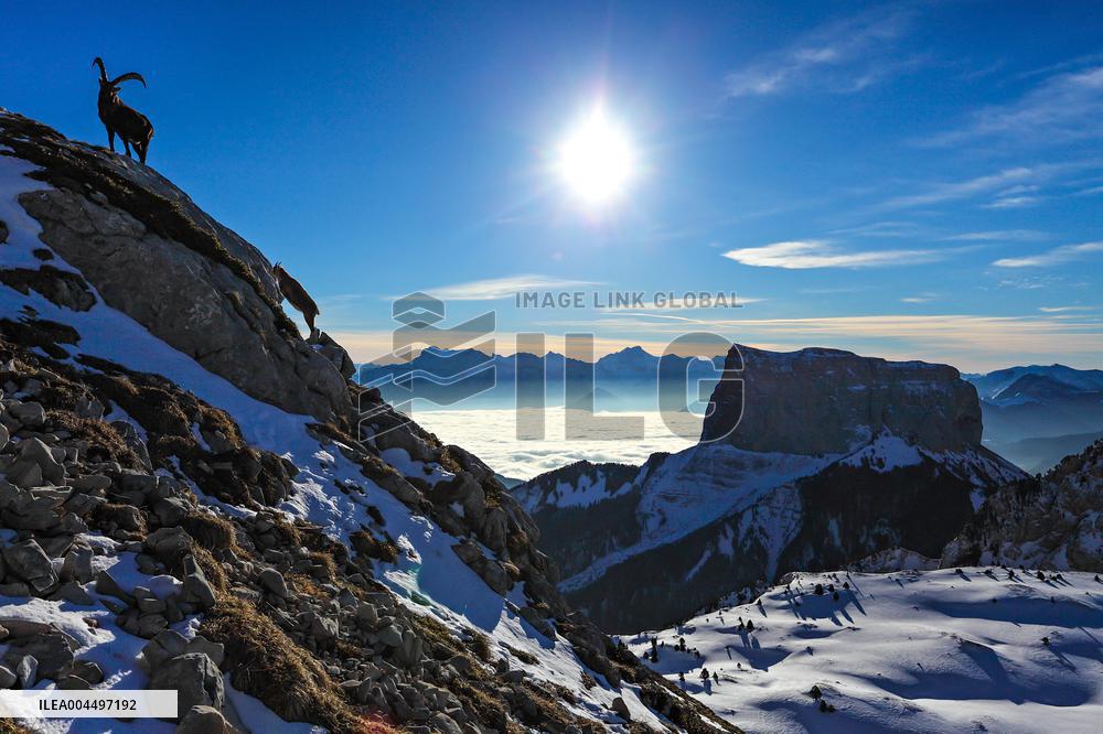 Illustration - The Alps in Summer