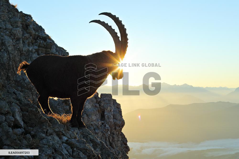 Illustration - The Alps in Summer