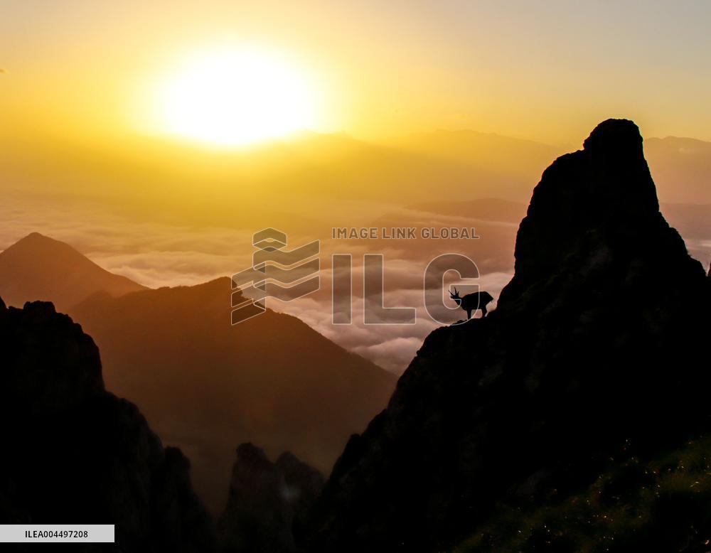 Illustration - The Alps in Summer