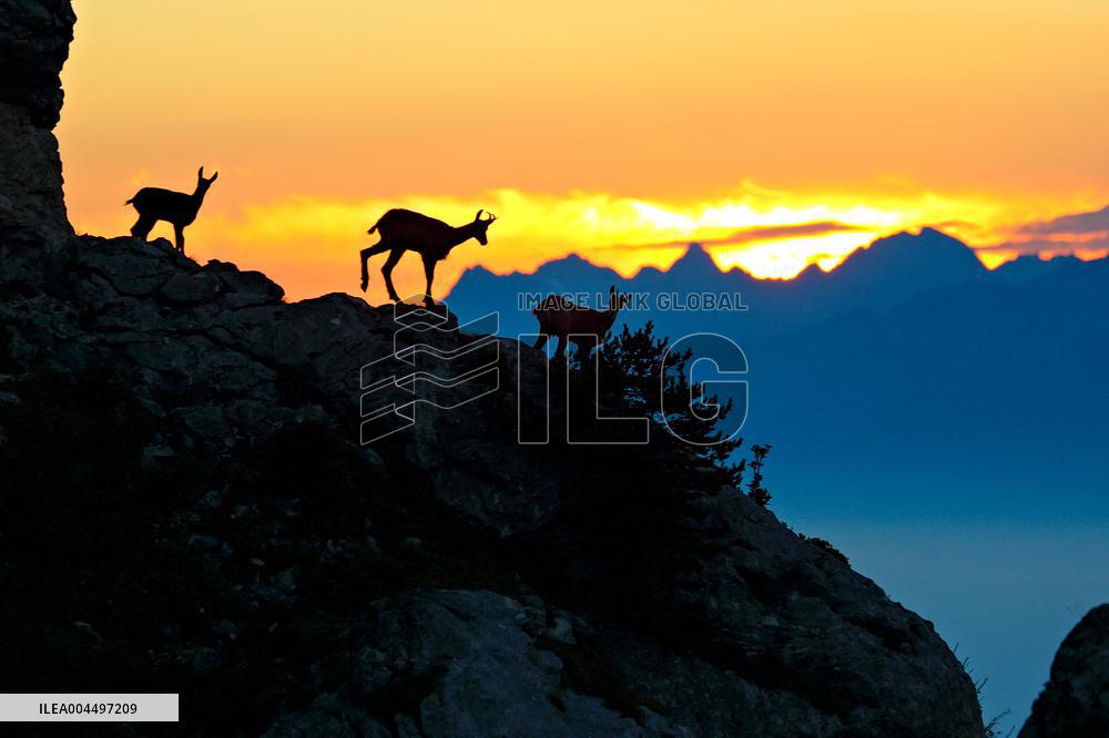 Illustration - The Alps in Summer