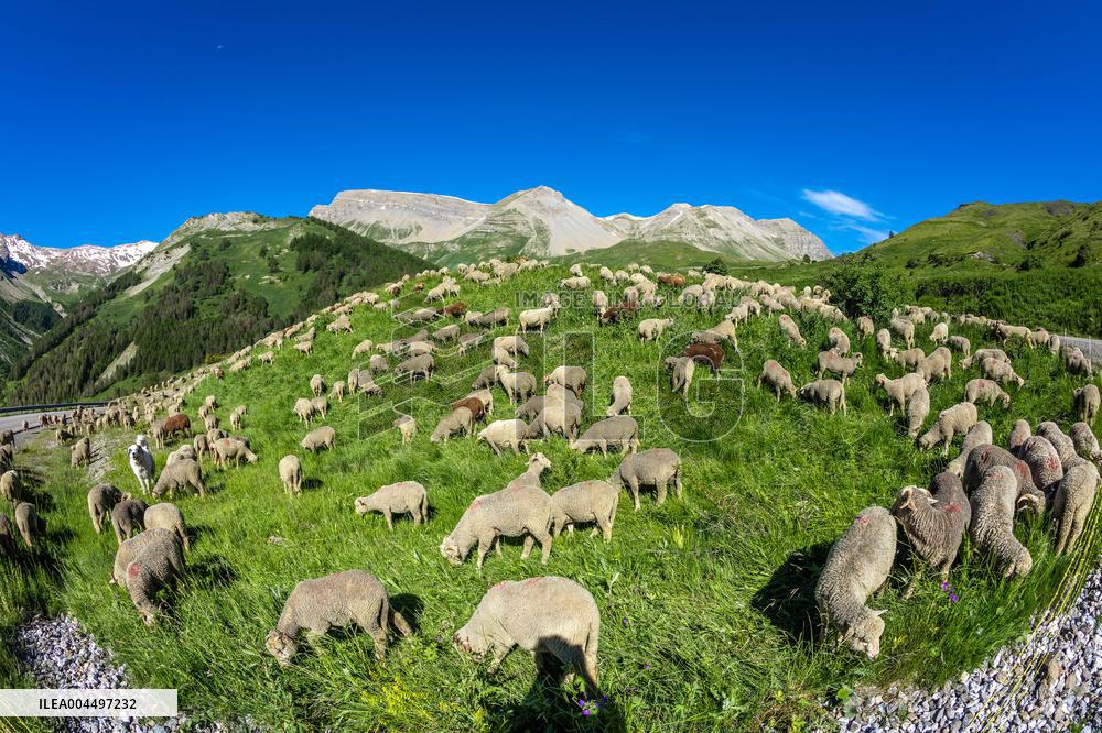 Illustration - The Alps in Summer