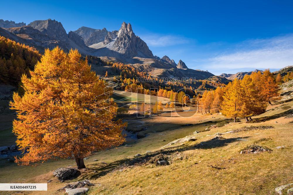 Illustration - The Alps in Summer