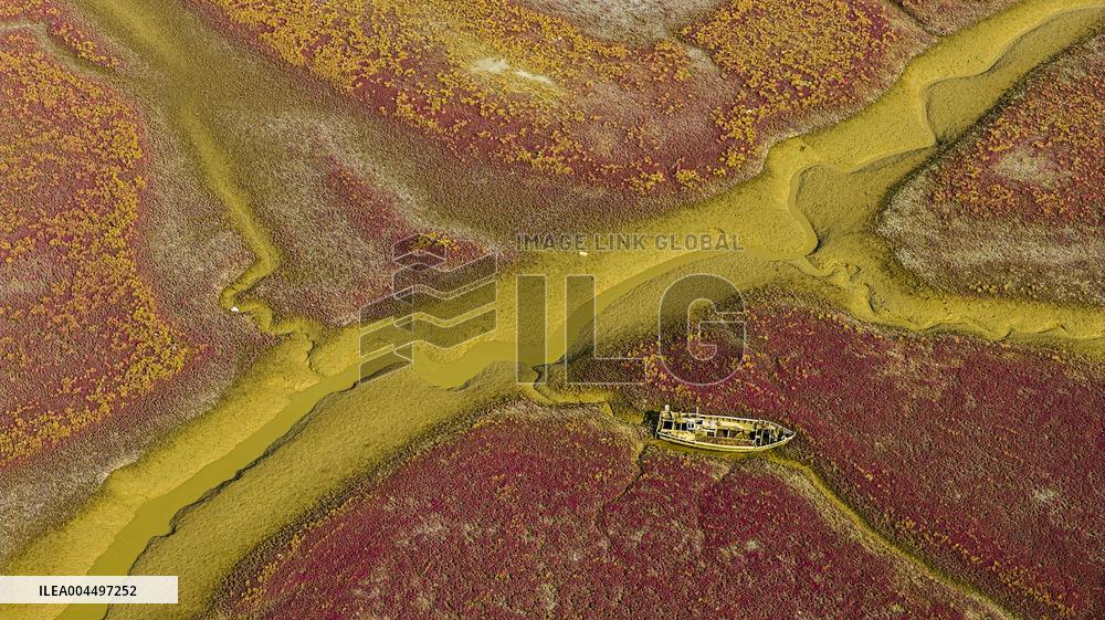 Tidal Trees in Qingdao