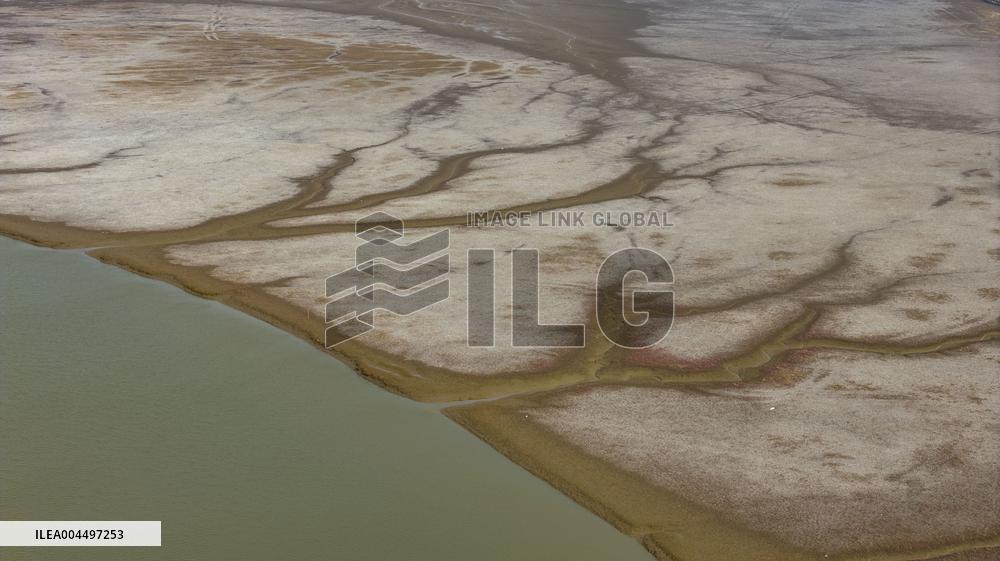 Tidal Trees in Qingdao