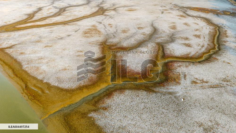 Tidal Trees in Qingdao