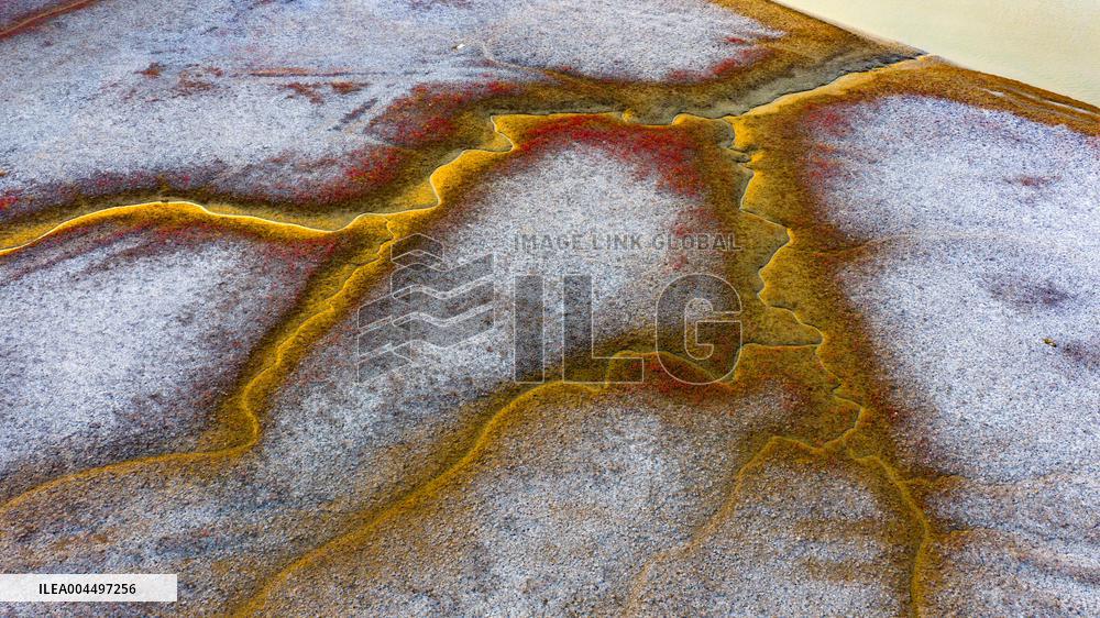 Tidal Trees in Qingdao