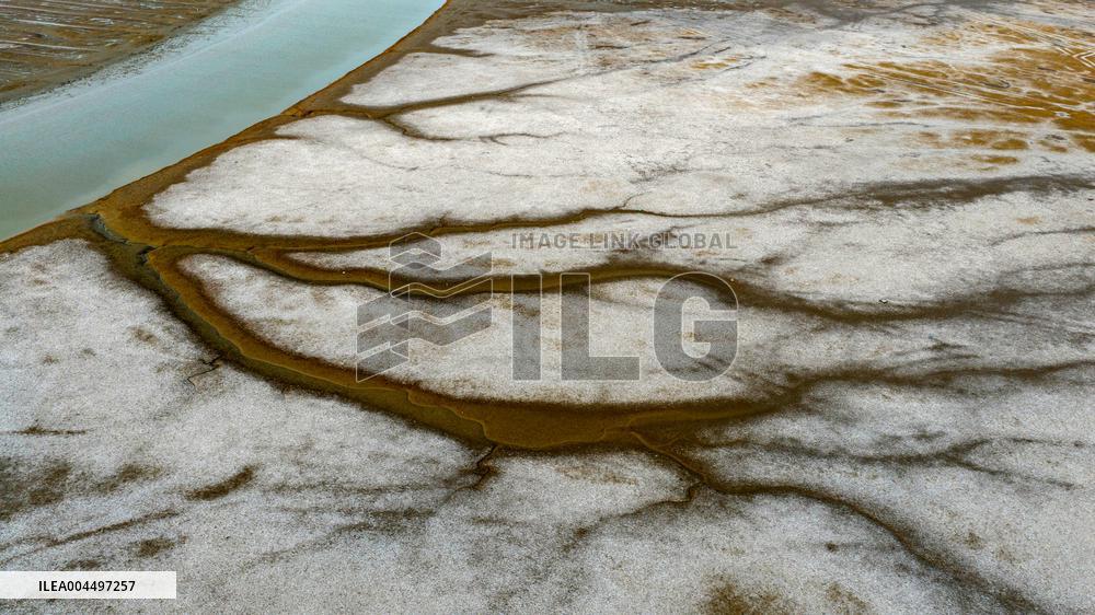 Tidal Trees in Qingdao