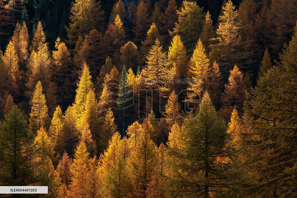 Illustration - The Alps in Summer